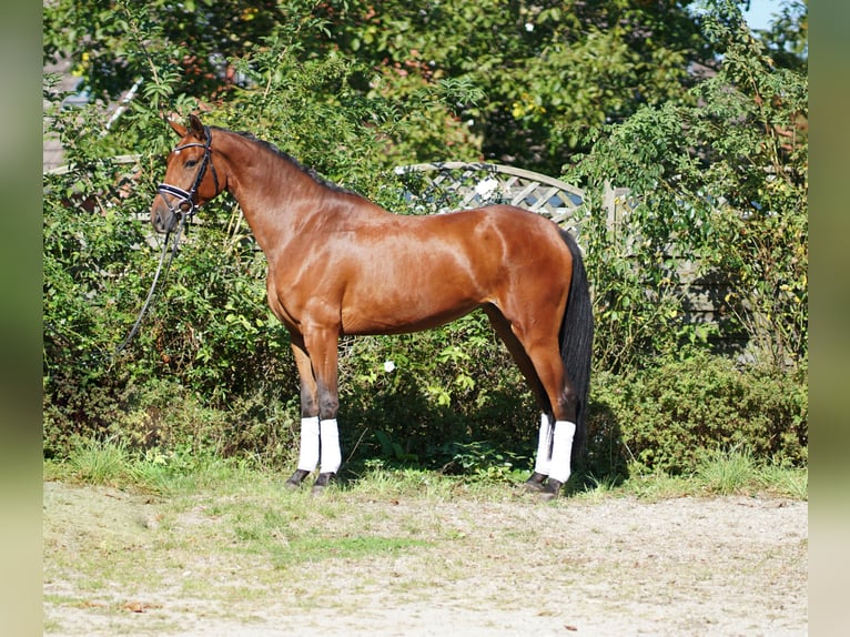 Koń hanowerski Klacz 3 lat 168 cm Gniada in Hohenfelde