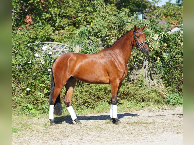 Koń hanowerski Klacz 3 lat 168 cm Gniada in Hohenfelde