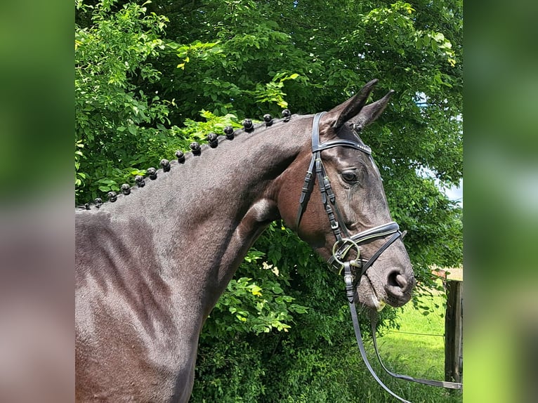 Koń hanowerski Klacz 3 lat 168 cm Kara in Loxstedt