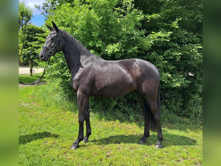 Koń hanowerski Klacz 3 lat 168 cm Kara in Loxstedt