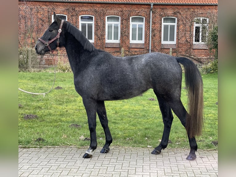 Koń hanowerski Klacz 3 lat 168 cm Karosiwa in DörverdeN