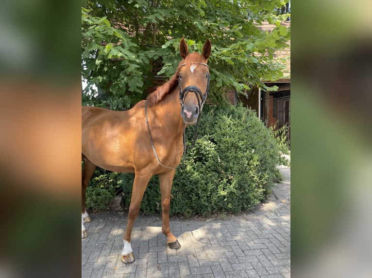 Koń hanowerski Klacz 3 lat 168 cm Kasztanowata in Beesten