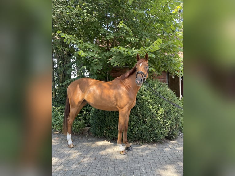 Koń hanowerski Klacz 3 lat 168 cm Kasztanowata in Beesten