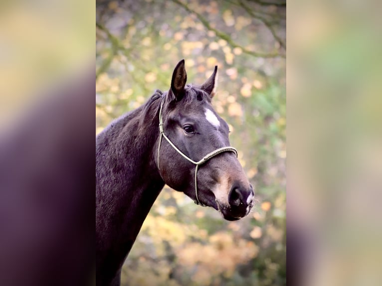 Koń hanowerski Klacz 3 lat 170 cm Ciemnogniada in Wahlsburg