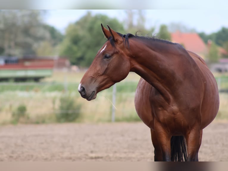 Koń hanowerski Klacz 3 lat 170 cm Gniada in Oberkrämer