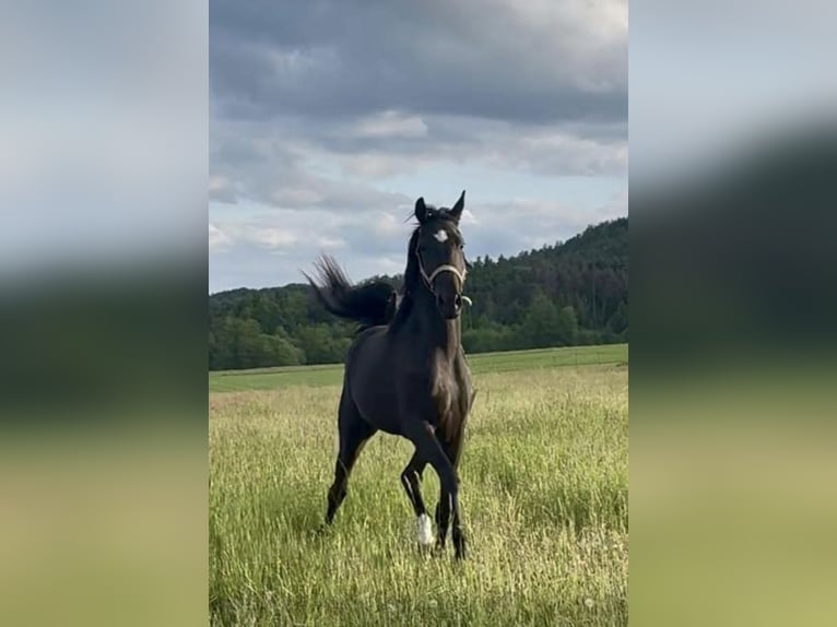 Koń hanowerski Klacz 3 lat 170 cm Kara in Schnabelwaid