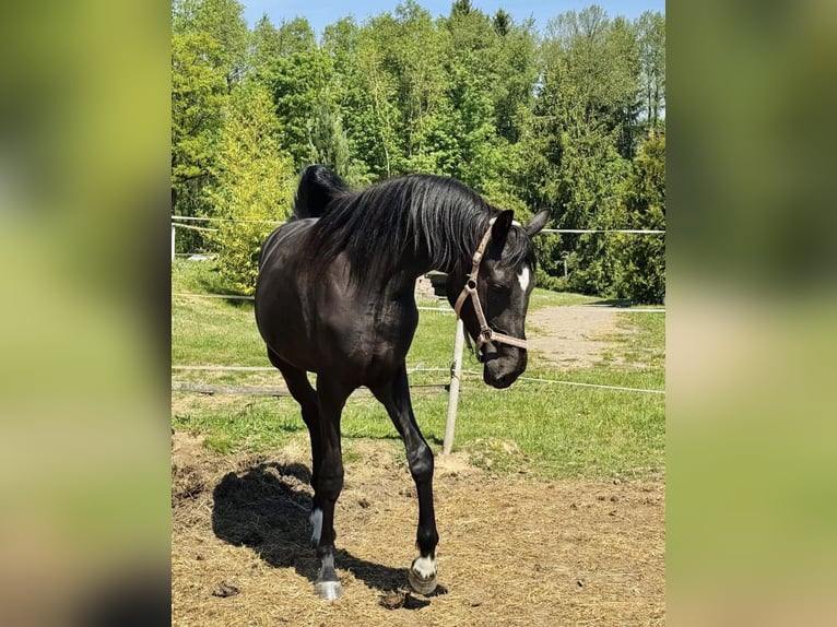 Koń hanowerski Klacz 3 lat 170 cm Kara in Schnabelwaid