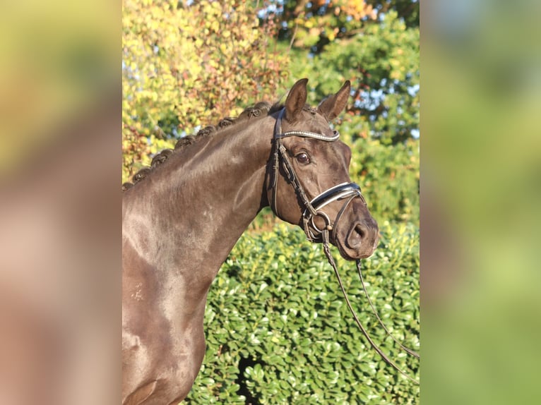 Koń hanowerski Klacz 3 lat 170 cm Kara in Selsingen