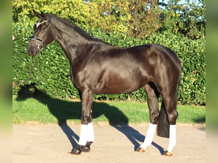 Koń hanowerski Klacz 3 lat 170 cm Kara in Selsingen