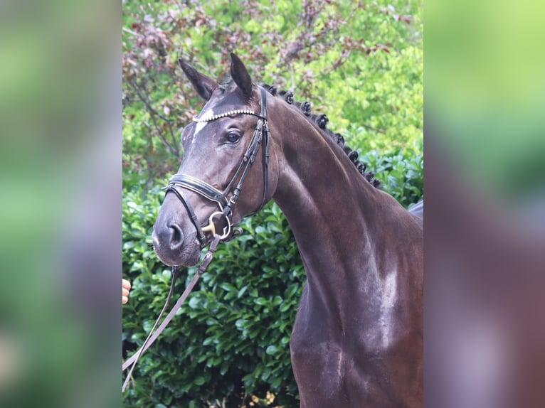 Koń hanowerski Klacz 3 lat 170 cm Kara in Selsingen