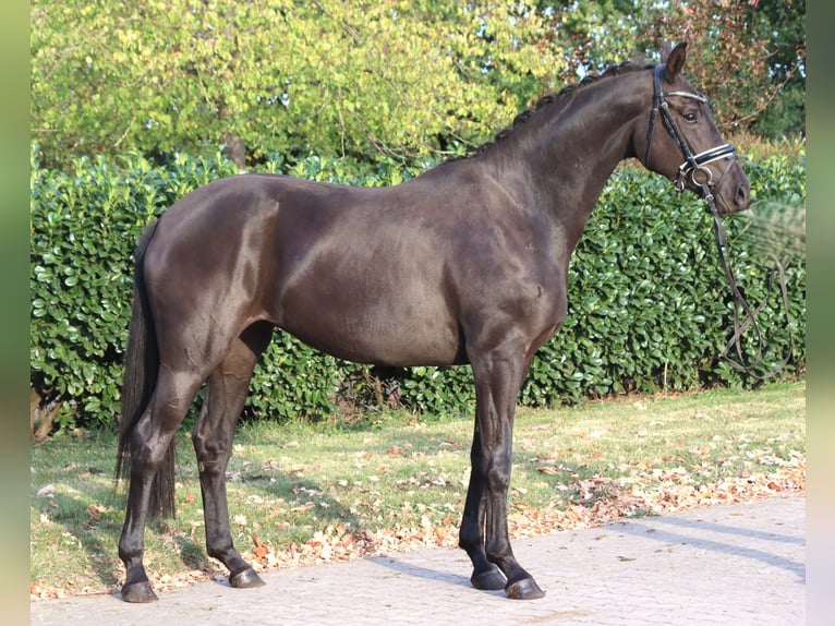 Koń hanowerski Klacz 3 lat 170 cm Kara in Selsingen