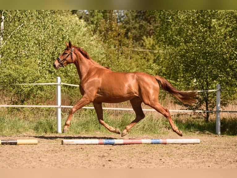 Koń hanowerski Klacz 3 lat 170 cm Kasztanowata in Jadów