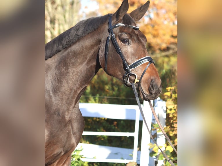 Koń hanowerski Klacz 3 lat 170 cm Skarogniada in Selsingen