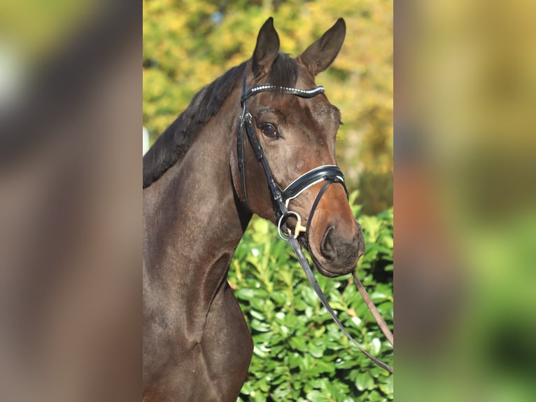 Koń hanowerski Klacz 3 lat 170 cm Skarogniada in Selsingen