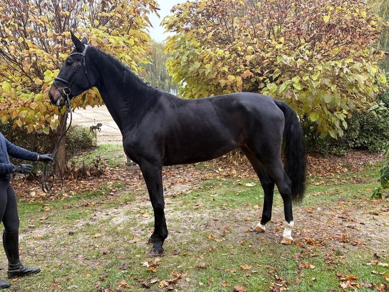 Koń hanowerski Klacz 3 lat 171 cm Skarogniada in Verden (Aller)