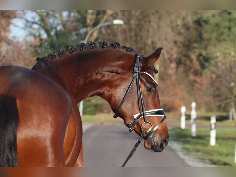 Koń hanowerski Klacz 3 lat 172 cm Gniada in Deinstedt