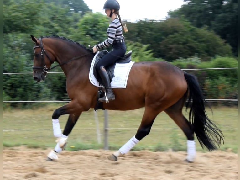 Koń hanowerski Klacz 3 lat 172 cm Gniada in Fredenbeck