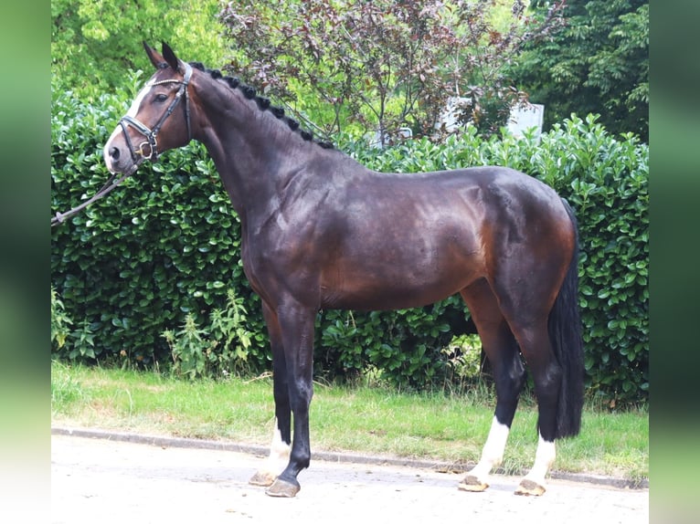Koń hanowerski Klacz 3 lat 172 cm Gniada in Selsingen