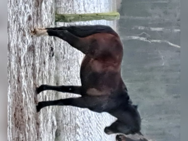 Koń hanowerski Klacz 3 lat 172 cm Gniada in seehausen