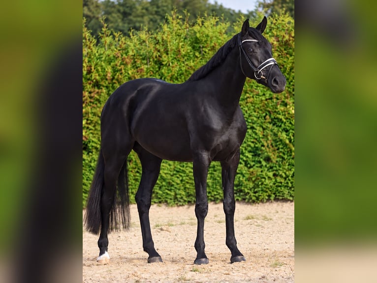 Koń hanowerski Klacz 3 lat 172 cm Kara in Gersten