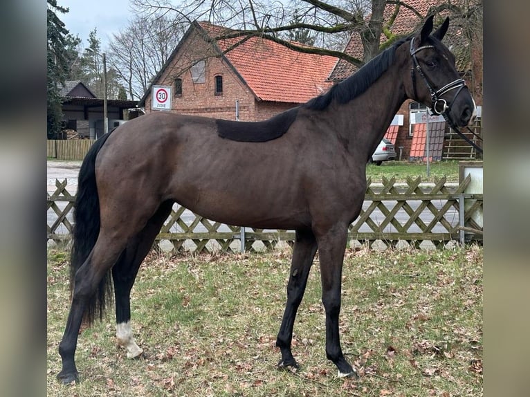 Koń hanowerski Klacz 3 lat 172 cm Kara in Nienhagen