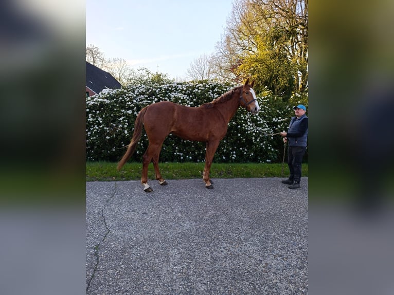 Koń hanowerski Klacz 3 lat 172 cm Kasztanowata in Ihlow