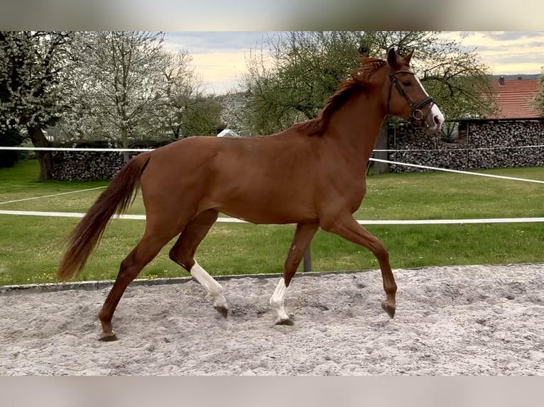 Koń hanowerski Klacz 3 lat 172 cm Kasztanowata in Dransfeld