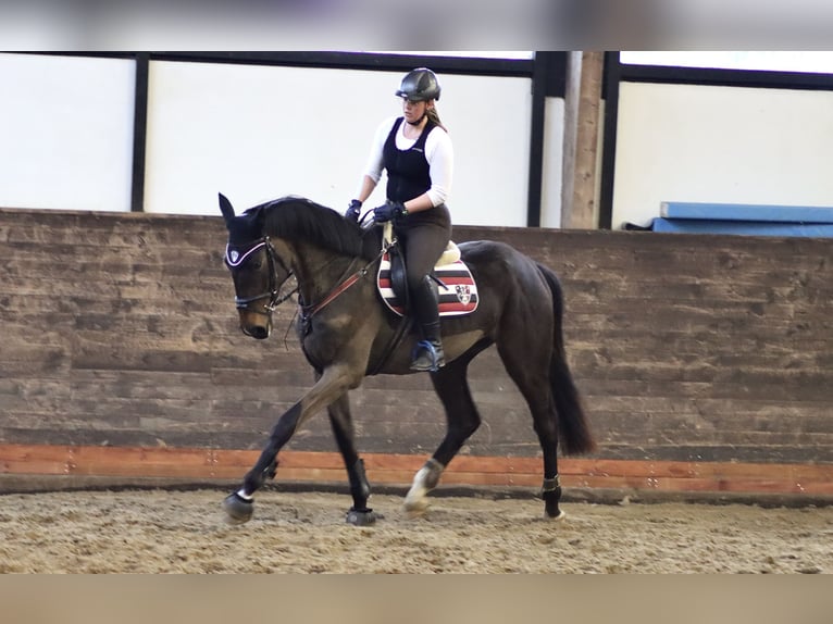 Koń hanowerski Klacz 3 lat 175 cm Ciemnogniada in Kollow