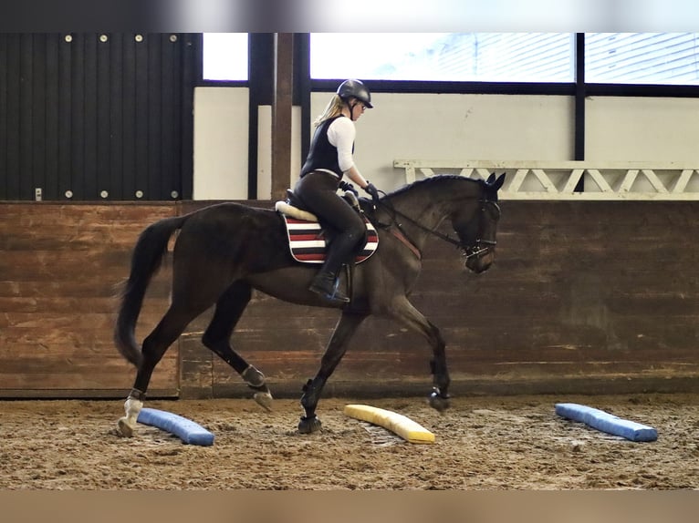 Koń hanowerski Klacz 3 lat 175 cm Ciemnogniada in Kollow