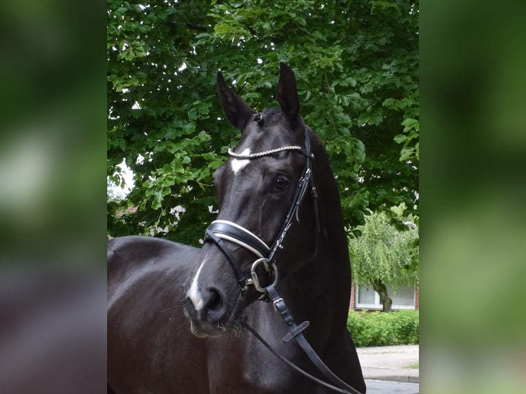 Koń hanowerski Klacz 3 lat 175 cm Kara in Fredenbeck