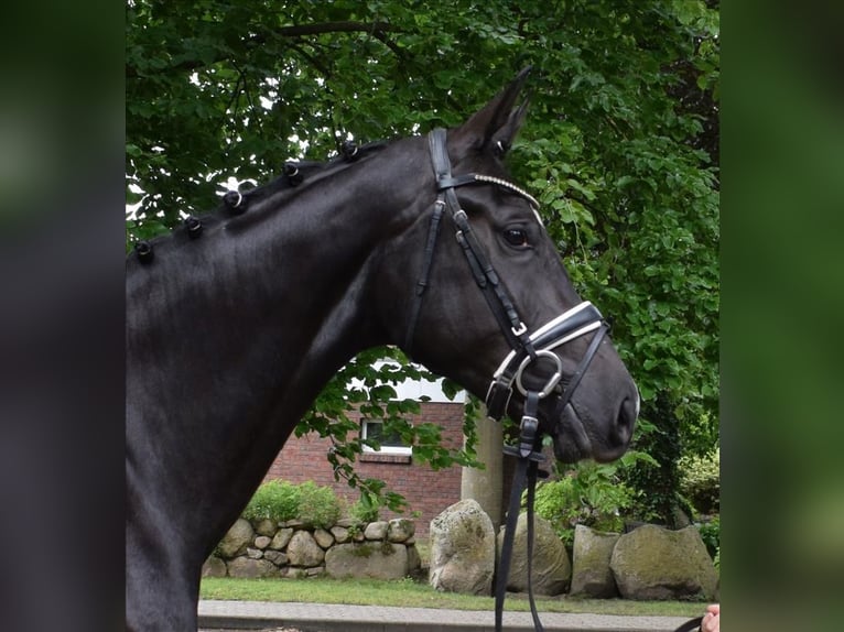 Koń hanowerski Klacz 3 lat 175 cm Kara in Fredenbeck