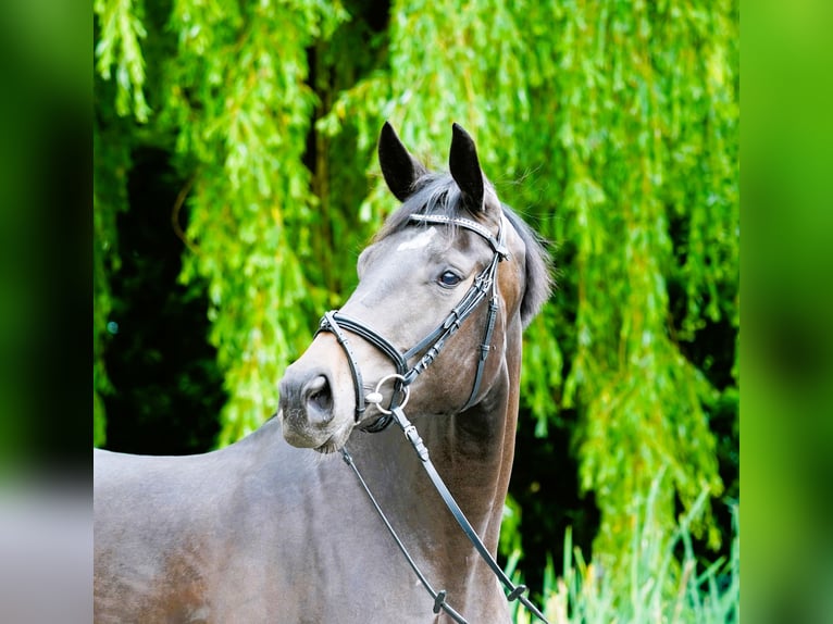 Koń hanowerski Klacz 3 lat 182 cm Ciemnogniada in Coesfeld