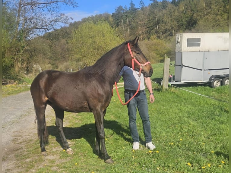 Koń hanowerski Mix Klacz 3 lat Ciemnogniada in Bodenfelde