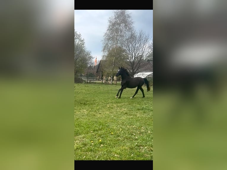 Koń hanowerski Klacz 3 lat Kara in Sandbostel