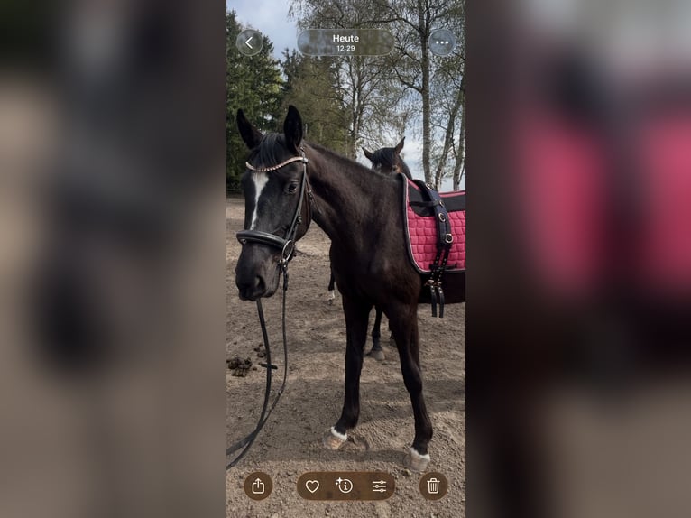 Koń hanowerski Klacz 3 lat Kara in Sandbostel