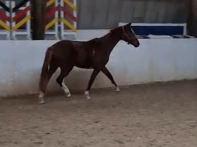 Koń hanowerski Klacz 3 lat Kasztanowata in Zahna