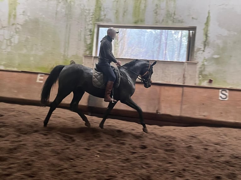 Koń hanowerski Klacz 3 lat  in baldranes