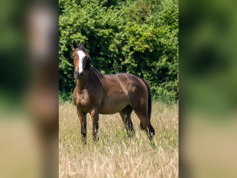 Koń hanowerski Klacz 3 lat Siwa in Lintig