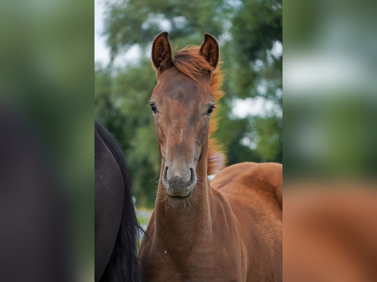 Koń hanowerski Klacz 3 lat Siwa in Lintig