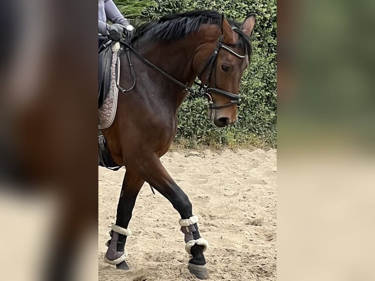 Koń hanowerski Klacz 4 lat 147 cm Gniada in Geilenkirchen