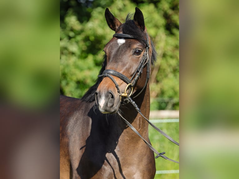 Koń hanowerski Klacz 4 lat 151 cm Ciemnogniada in Rickling