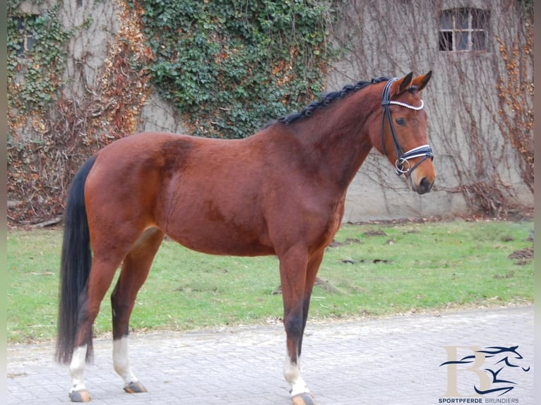 Koń hanowerski Klacz 4 lat 153 cm Gniada in Osnabrück