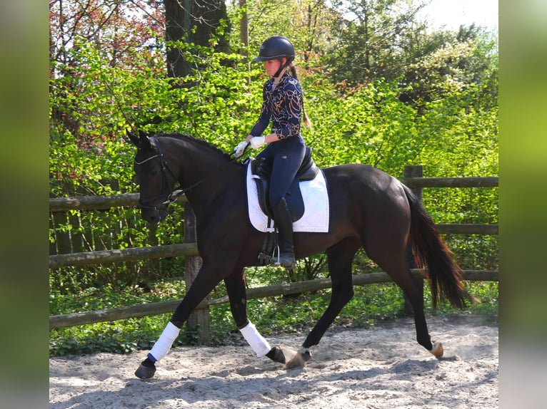 Koń hanowerski Klacz 4 lat 156 cm Kara in Dorsten