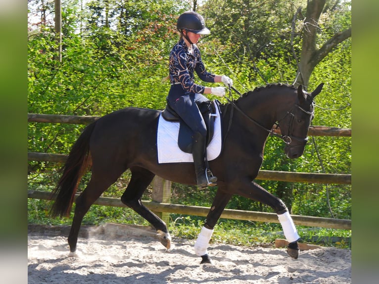 Koń hanowerski Klacz 4 lat 156 cm Kara in Dorsten