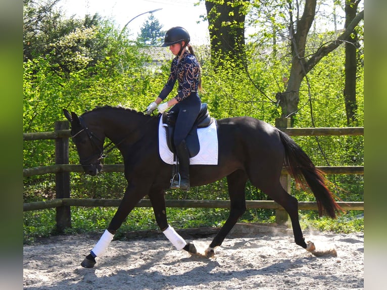 Koń hanowerski Klacz 4 lat 156 cm Kara in Dorsten