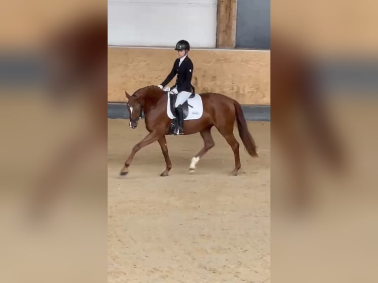 Koń hanowerski Klacz 4 lat 158 cm Kasztanowata in Weil