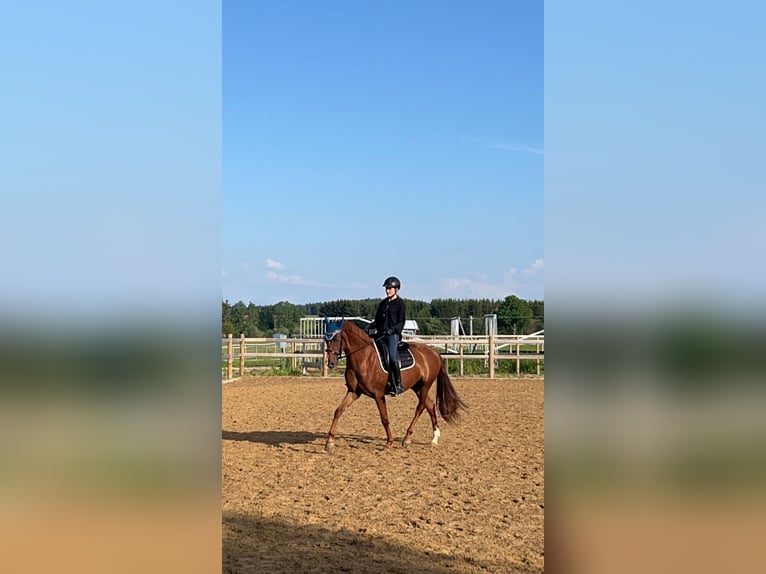 Koń hanowerski Klacz 4 lat 158 cm Kasztanowata in Weil