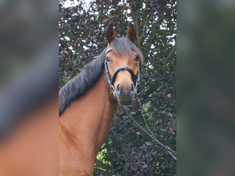 Koń hanowerski Klacz 4 lat 160 cm Gniada in G&#xFC;by
