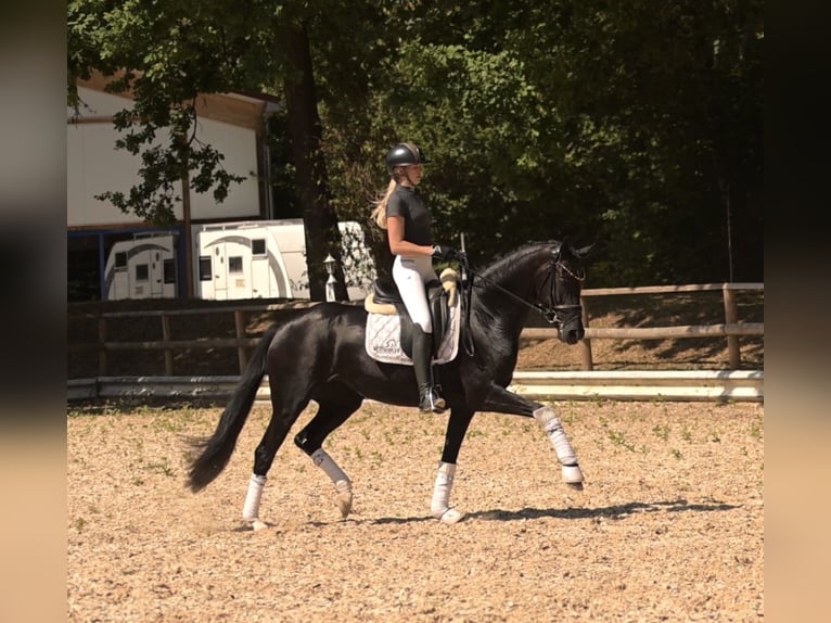 Koń hanowerski Klacz 4 lat 160 cm Kara in Wehringen