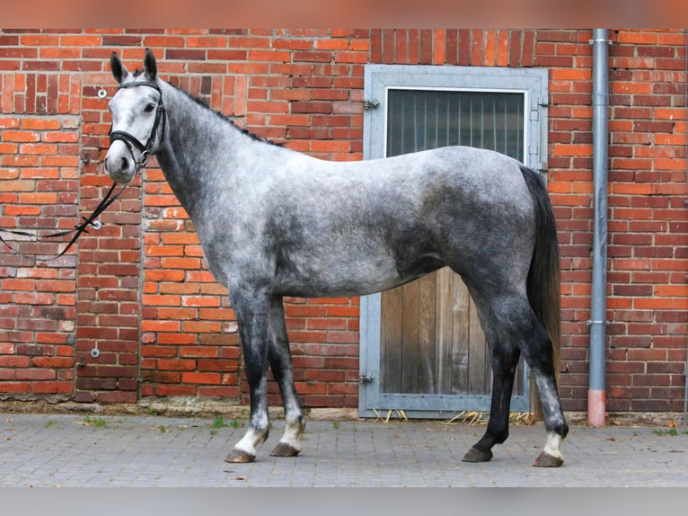 Koń hanowerski Klacz 4 lat 160 cm Siwa in Dannenberg (Elbe)